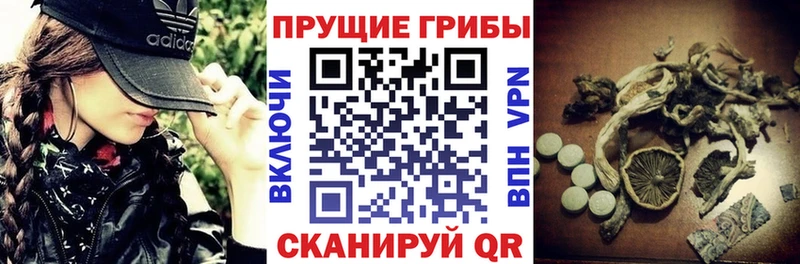Псилоцибиновые грибы Psilocybine cubensis Бор